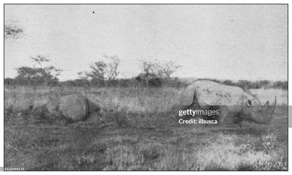 Antique black and white photograph of sport, athletes and leisure activities in the 19th century: Big game hunting in Africa, Rhinoceros