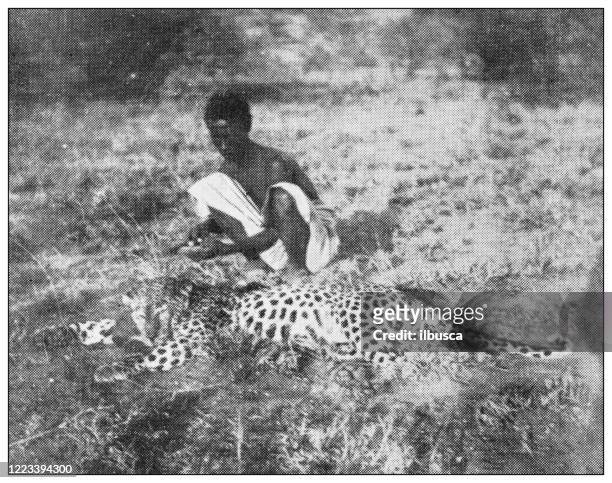illustrations, cliparts, dessins animés et icônes de photographie antique en noir et blanc du sport, des athlètes et des loisirs au 19ème siècle : chasse au gros gibier en afrique, léopard - african leopard