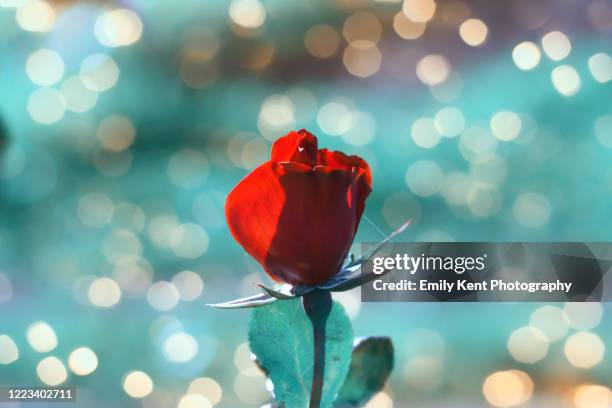 Sing Roses 503 Singe Rose Stock Photos, High-Res Pictures, and Images - Getty Images