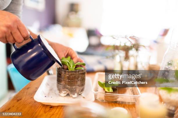 side view watering vegetable plant in recycled water bottle - side view vegetable garden stock pictures, royalty-free photos & images