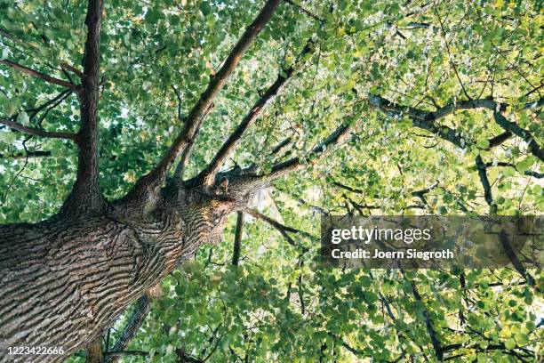 baum von unten - árvore de folha caduca imagens e fotografias de stock