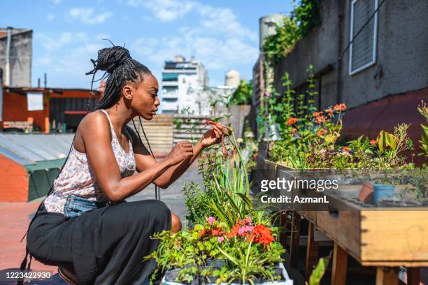 junge afrikanische frau prüft pflanzenwachstum im dachgarten - urban gardening stock-fotos und bilder