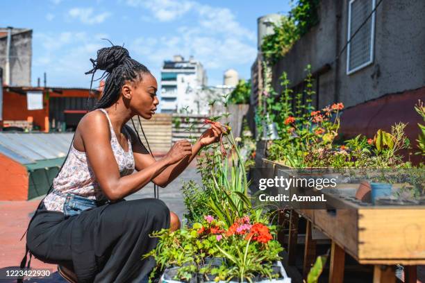 young african woman checking plant growth in roof garden - urban horticulture stock pictures, royalty-free photos & images