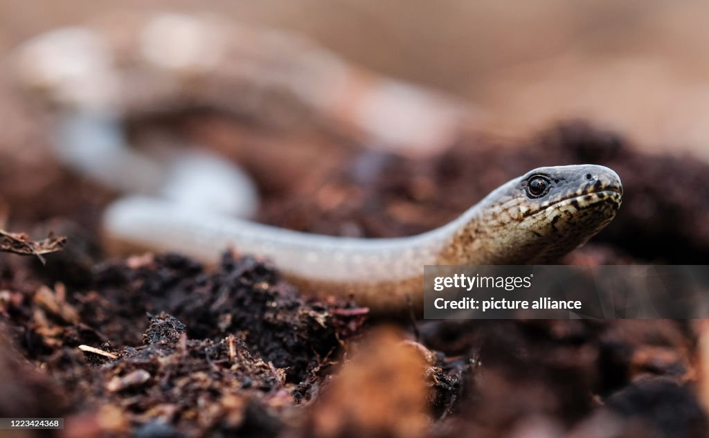Lüneburg Heath Nature Park - Slowworm
