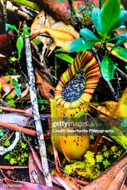 close up of a veitch's pitcher plant or nepenthes veitchii in maliau basin conservation area. - veitchii stock pictures, royalty-free photos & images