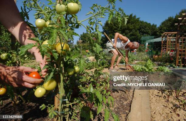 Une personne soigne ses tomates le 06 août 2004 dans son jardin familial au Calvaire-St.-Pierre à Caen. Les jardins familiaux ont été créés pour les...