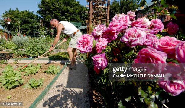 Une personne travaille le 06 août 2004 dans son jardin familial au Calvaire-St.-Pierre à Caen. Les jardins familiaux ont été créés pour les gens...