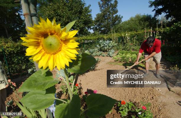 Photo prise le 06 août 2004 d'une personne travaillant dans son jardin familial au Calvaire-St.-Pierre à Caen. Les jardins familiaux ont été créés...