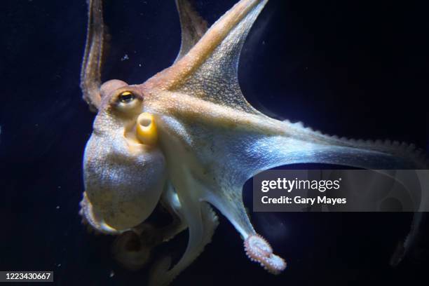 octopus close up - octopus aquarium stock pictures, royalty-free photos & images
