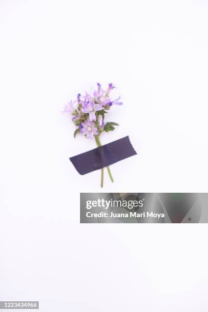 small bouquet of very small purple flowers taped on white background - corsage foto e immagini stock