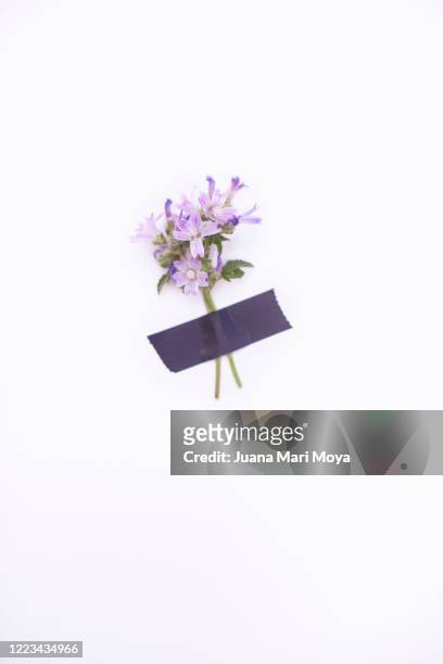 small bouquet of very small purple flowers taped on white background - corsage imagens e fotografias de stock