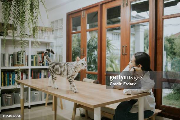 thai freelancer with her cat at her homeoffice - cat eye woman stock pictures, royalty-free photos & images