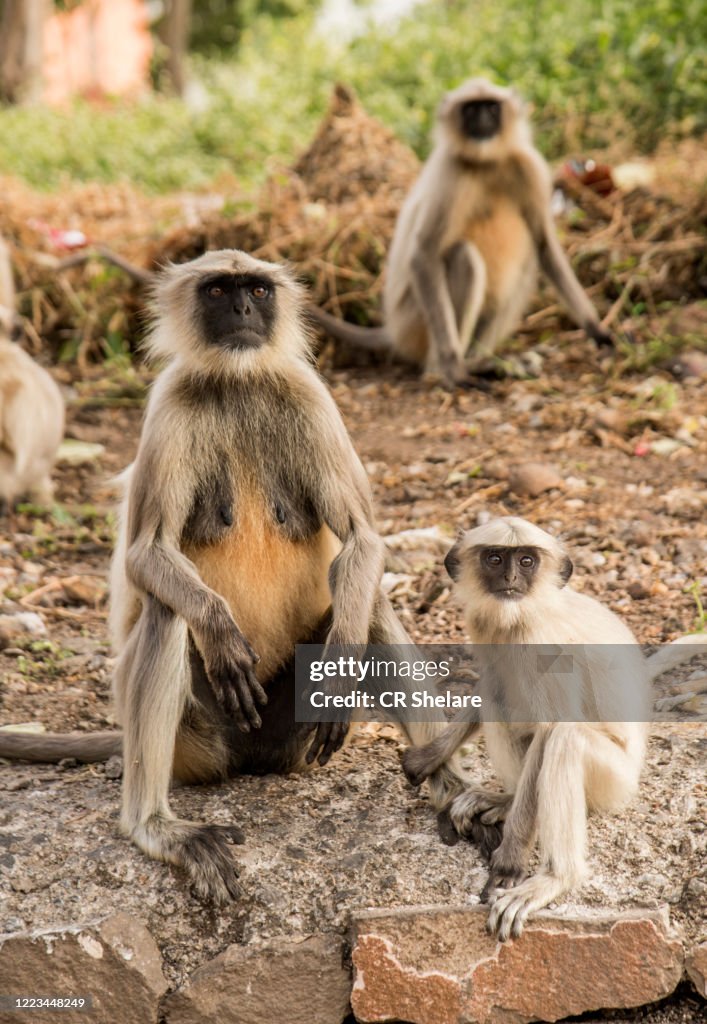 Langur monkey at Daulatabad fort, India.