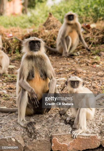 langur monkey at  daulatabad fort, india. - ranthambore fort stock pictures, royalty-free photos & images