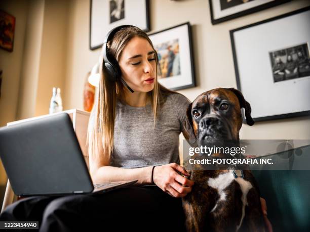 covid-19, working online from home - boxer dog stock pictures, royalty-free photos & images