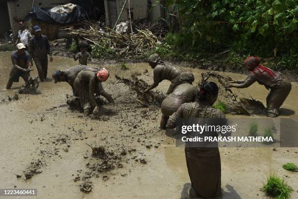 Mud-covered farmers play in a rice paddy field during "National Paddy Day", which marks the start of the annual rice planting season, in Tokha...