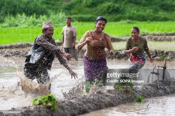 Nepalese People are seen playing in the mud as they plant rice seedlings at a paddy field during the National Paddy Day, Farmers celebrate the...