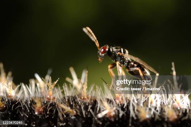Challia Insect Chalcid Photos and Premium High Res Pictures - Getty Images