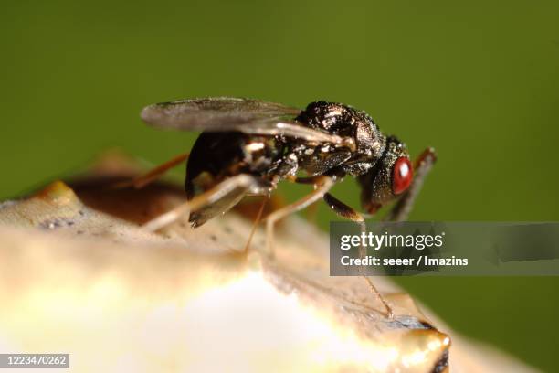 Challia Insect Chalcid Photos and Premium High Res Pictures - Getty Images
