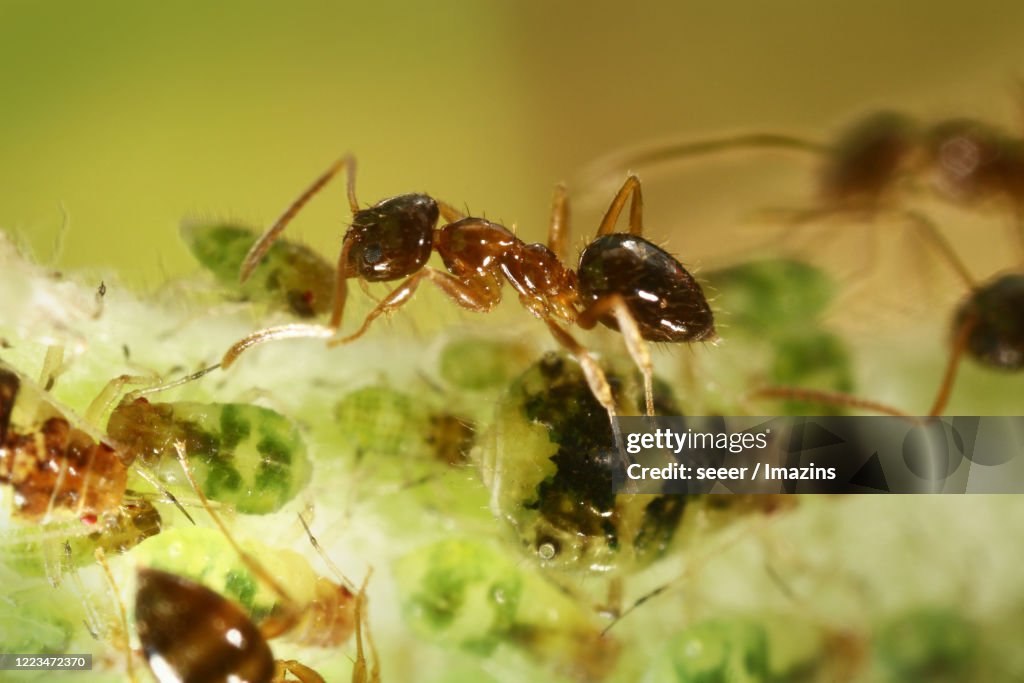 Paratrechina flavipes, ant , symbiosis, aphid