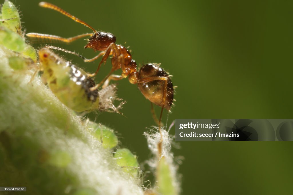 Paratrechina flavipes, ant , symbiosis, aphid