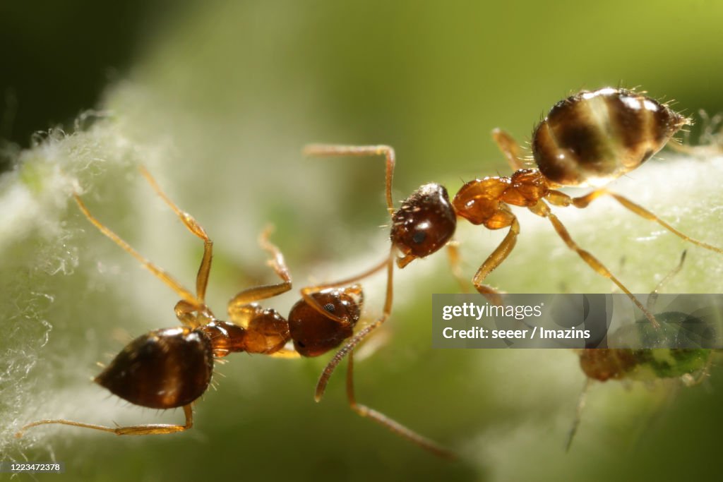 Paratrechina flavipes, ant , symbiosis, aphid