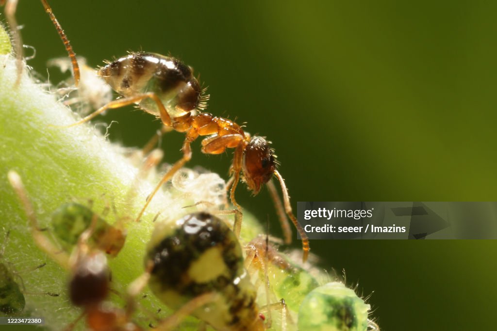 Paratrechina flavipes, ant , symbiosis, aphid