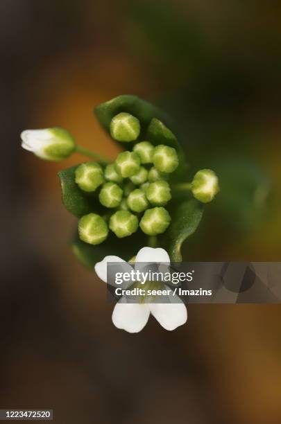 thlaspi arvense l,  cruciferae,  spring flowers - thlaspi arvense stock pictures, royalty-free photos & images