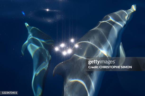 Blue dolphins follow the boat of environment team who protect the cetaceans in the Mediterranean sea near La Ciotat, southern France, on June 23,...