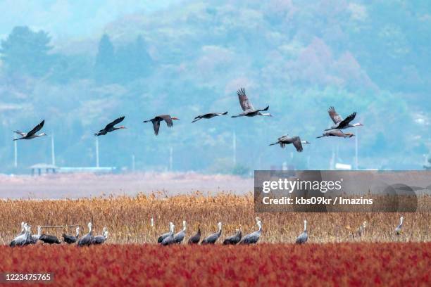 hooded crane in suncheon bay wetland, suncheon, south korea - jeollanam do stock pictures, royalty-free photos & images