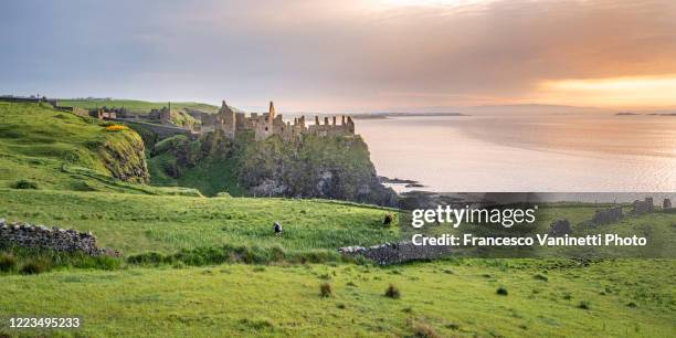 dunluce castle at sunset, northern ireland. - northern ireland foto e immagini stock