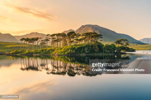 twelve pines at derryclare lough, connemara, ireland. - nature reserve stock pictures, royalty-free photos & images