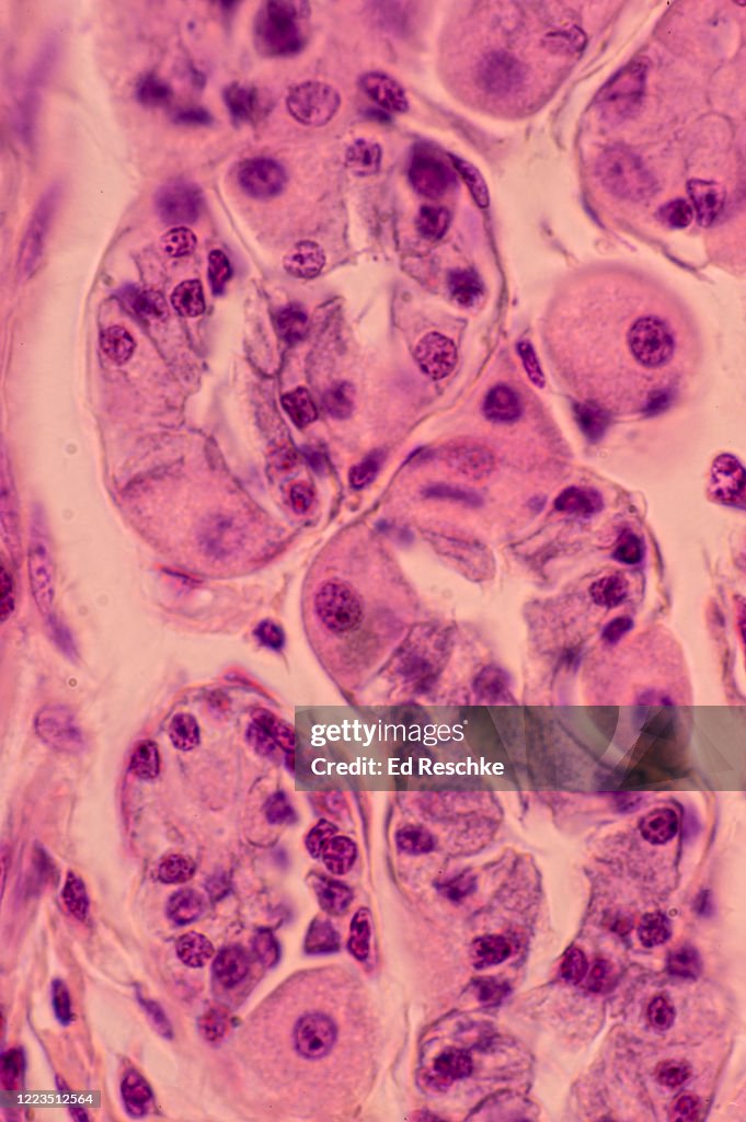 PARIETAL CELLS and CHIEF CELLS in a GASTRIC GLAND of the STOMACH 250X