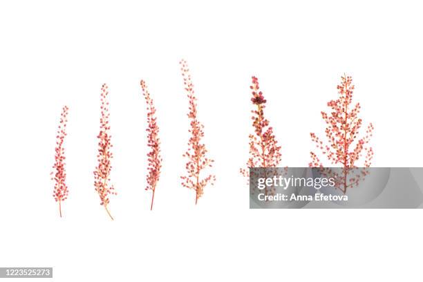 pinr branches with bud - herbarium stock pictures, royalty-free photos & images