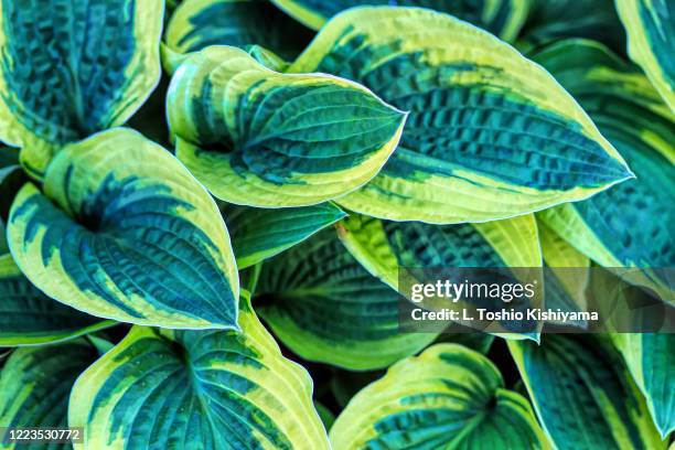 Early Spring Hosta 1,893 Hostas Stock Photos, High-Res Pictures, and Images - Getty Images