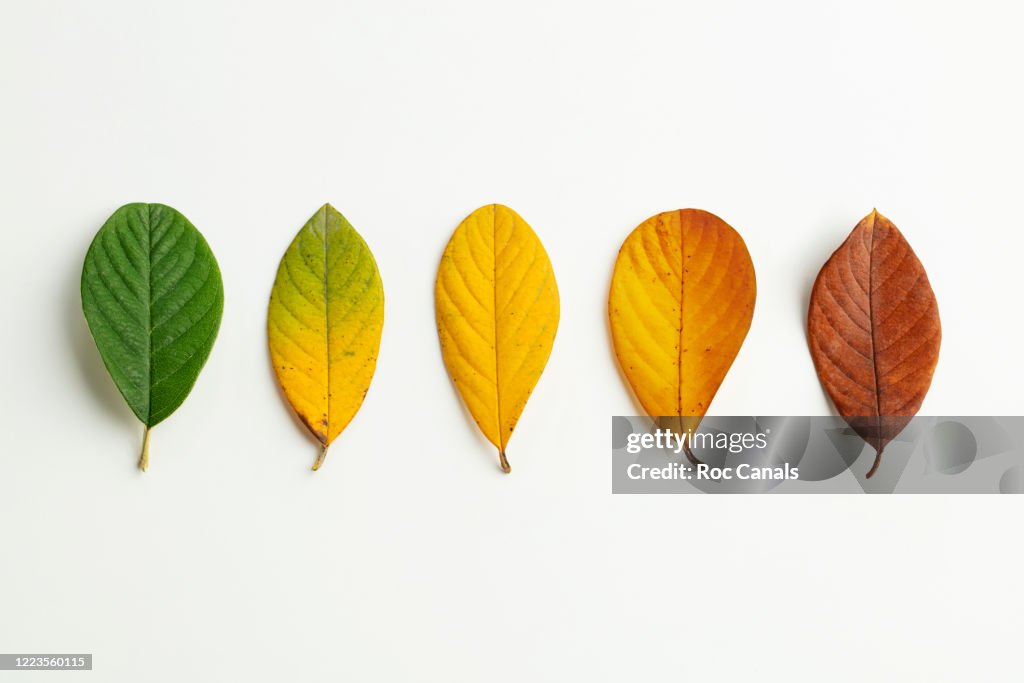 Leaves
