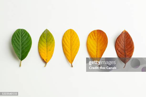 leaves - las cuatro estaciones fotografías e imágenes de stock