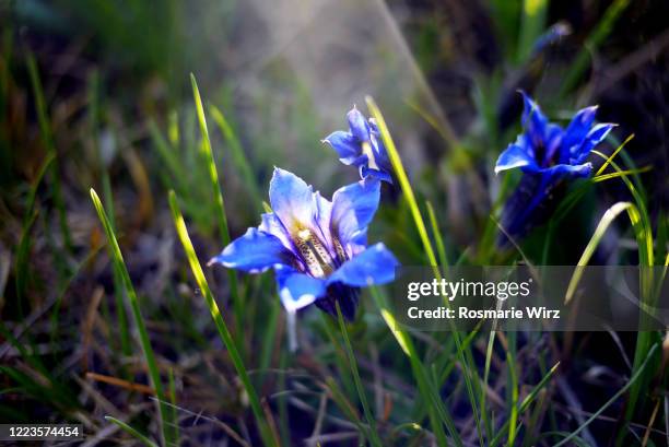 stemless gentian against dark background - genziana foto e immagini stock