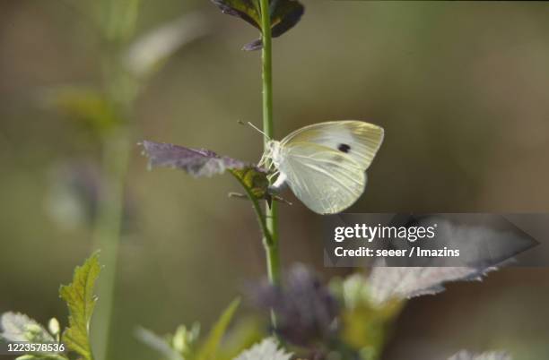 pieris rapae, butterfly - laying egg stock pictures, royalty-free photos & images