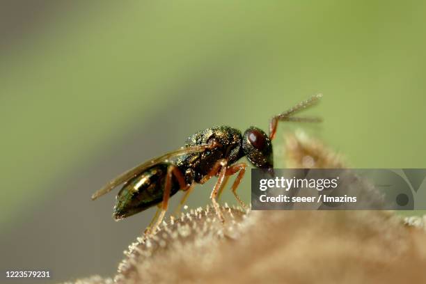 Chala Insect Chalcid Photos and Premium High Res Pictures - Getty Images