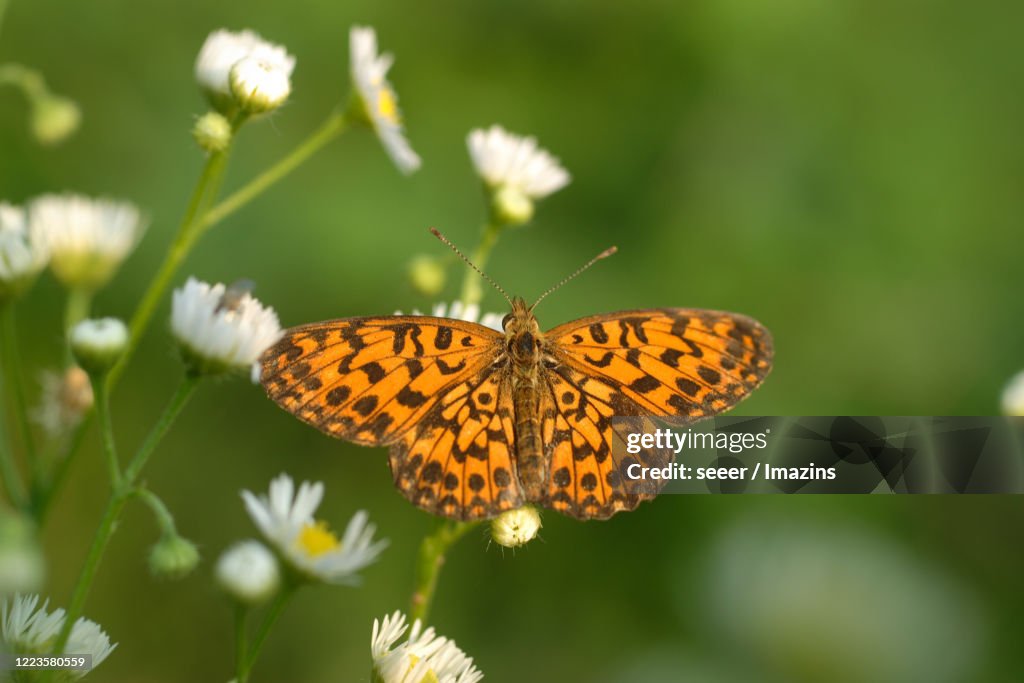 Clossiana perryi, Nymphalidae, butterfly