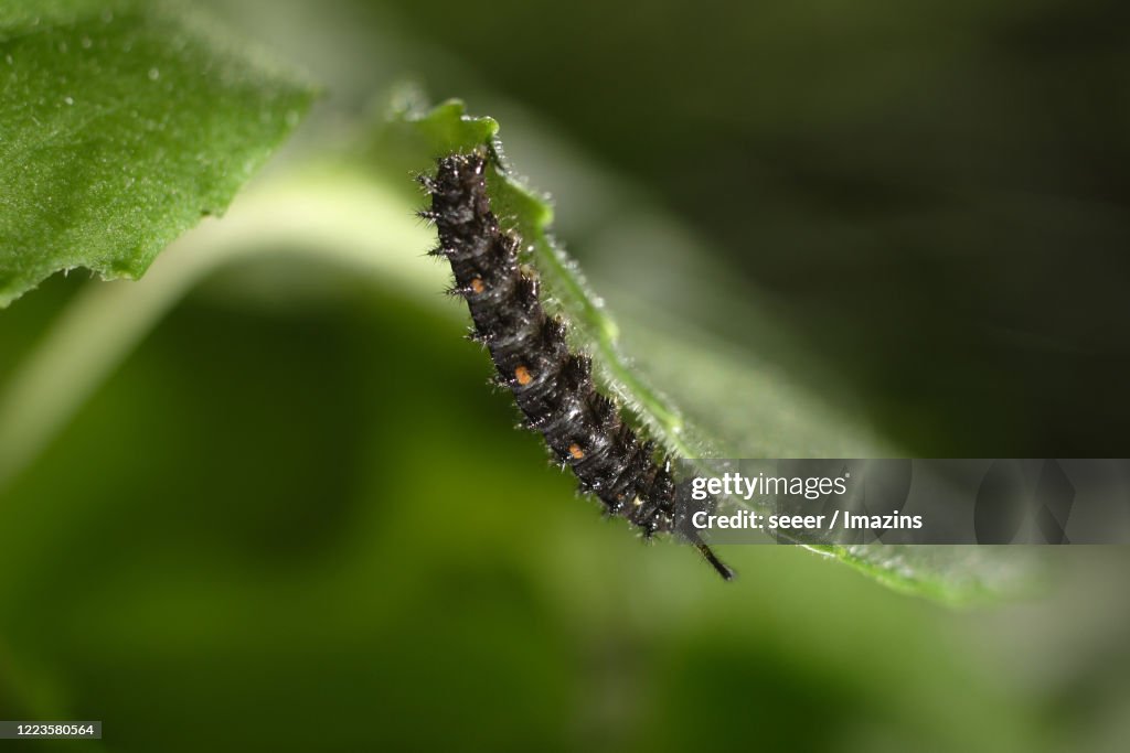 Clossiana perryi, Nymphalidae