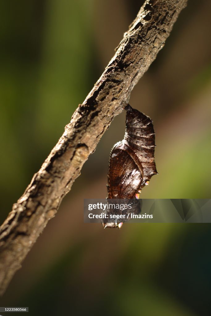 Clossiana perryi, Nymphalidae