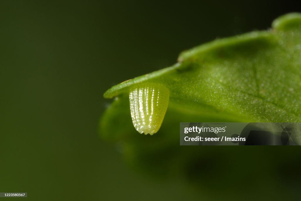 Clossiana perryi, Nymphalidae