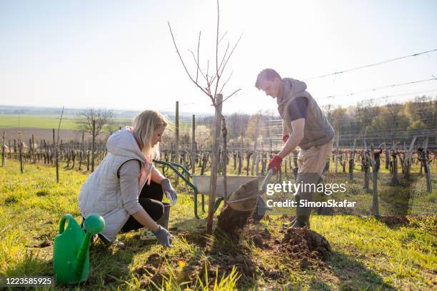 couple planting tree near vineyard - planting fruit tree stock pictures, royalty-free photos & images