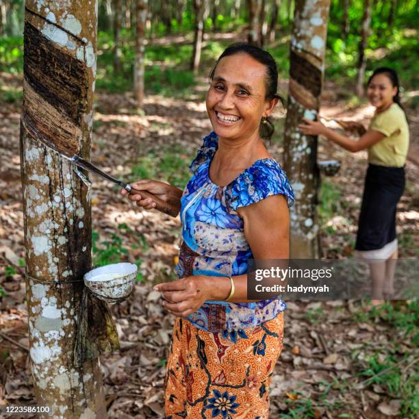 laotian woman collecting a latex from a rubber tree in northern laos - rubber tree stock pictures, royalty-free photos & images