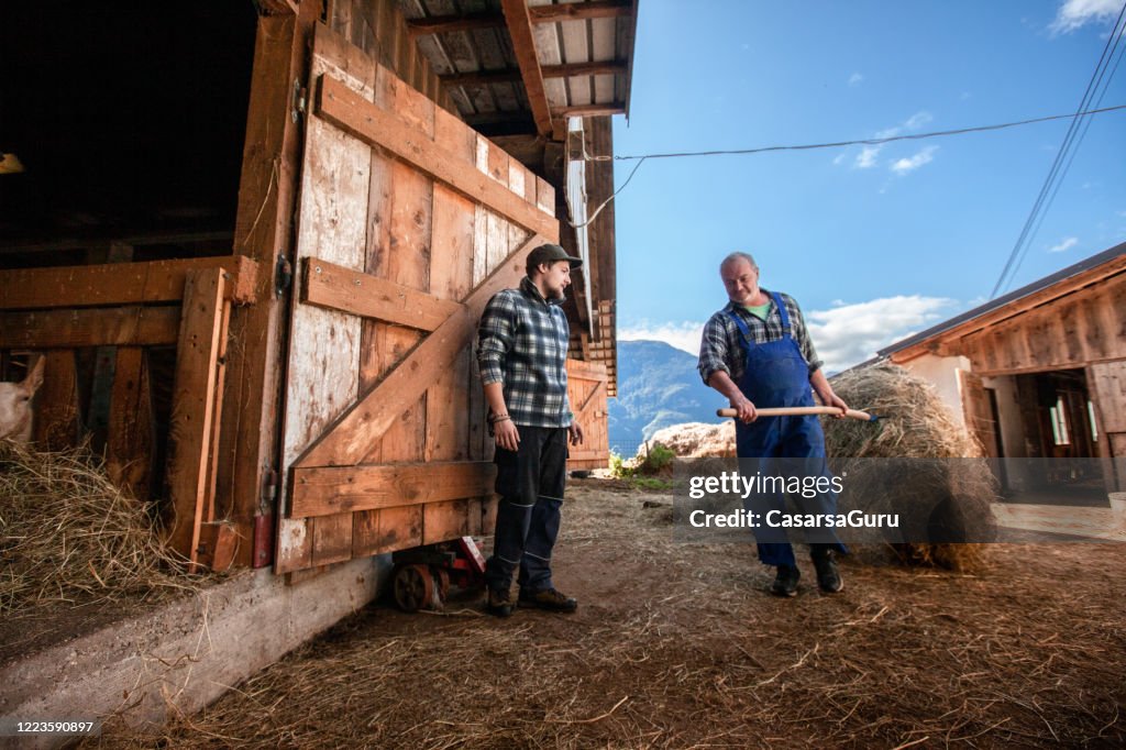 Vater und Sohn auf einem Bauernhof füttern die Tiere mit Heu - Stock Foto