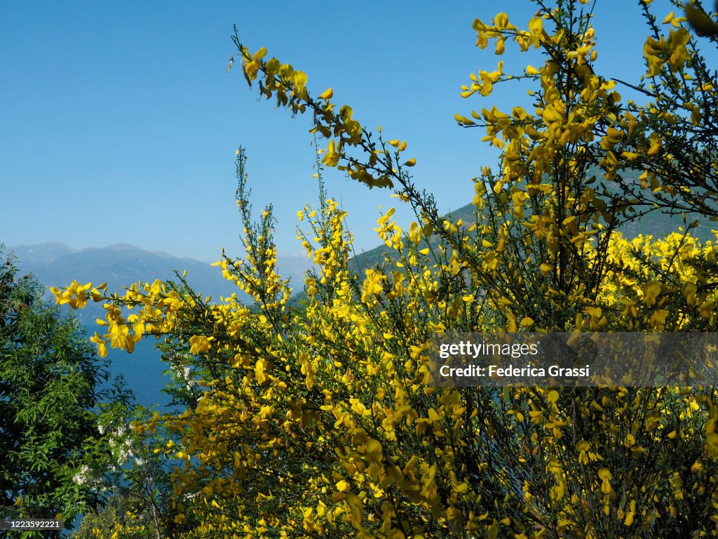 Yellow Scotch Broom Flowering Near Lake Maggiore