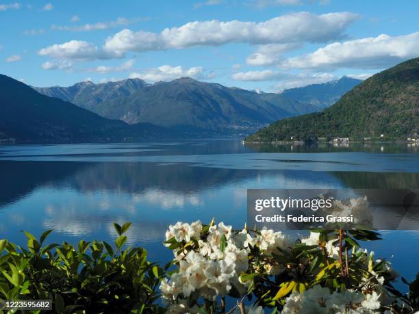 white rhododendrons on the shore of lake maggiore - locarno stock-fotos und bilder