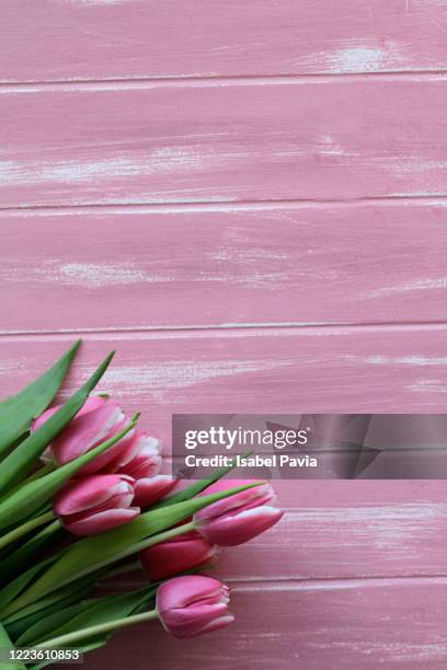 pink tulips bouquet on pink background - ranunculus stock pictures, royalty-free photos & images